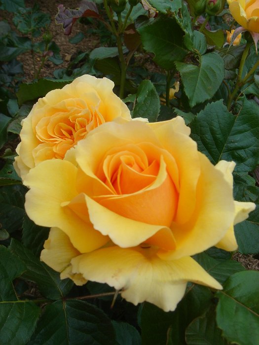 R_'Amber Queen' DM09